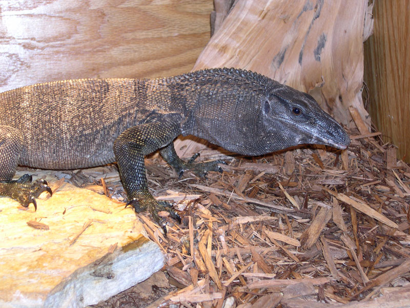 V. Rudicollis