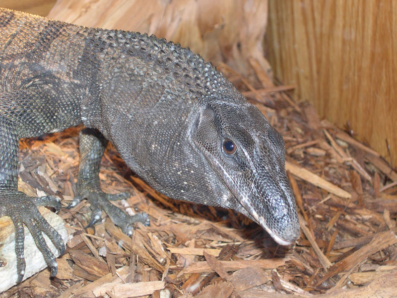 V. Rudicollis close-up