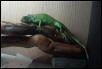 another view of iggie