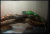 iguana(age unknown)