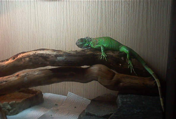 iguana(age unknown)