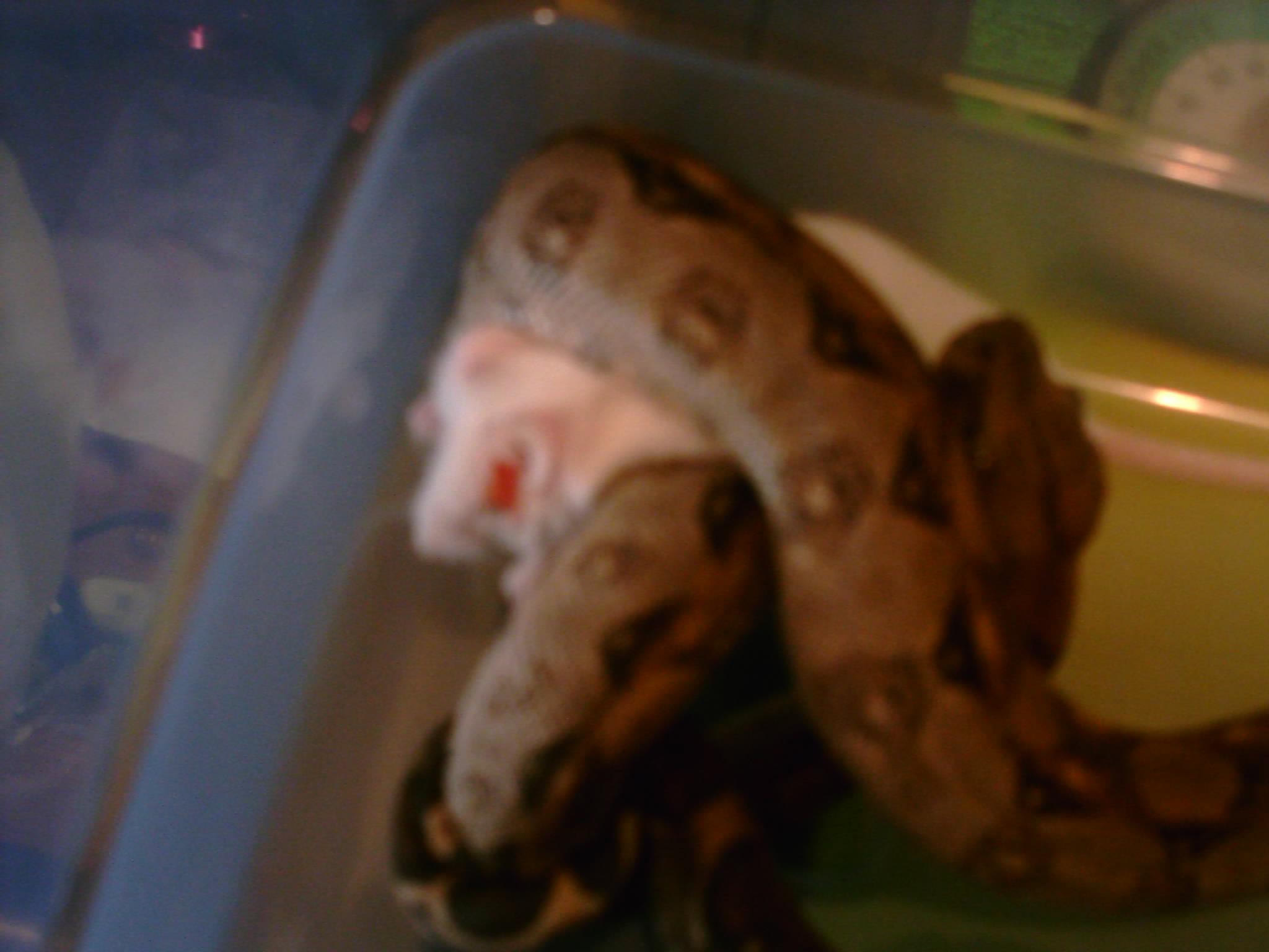 dinner time for sully