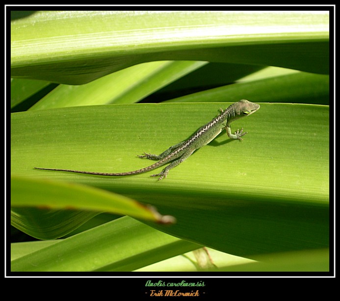 green anole