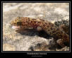 Mediteranean gecko
