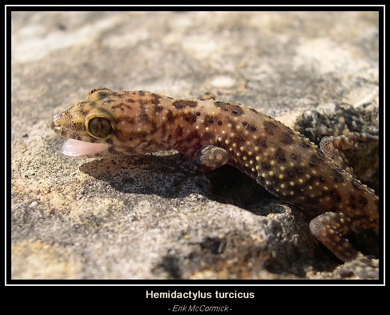 Mediteranean gecko