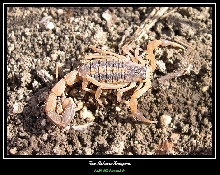 scorpion