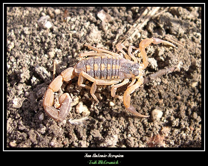 scorpion