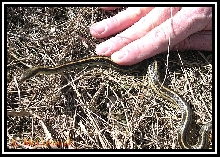 Texas patchnose