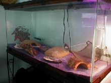 niles new home