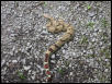 Female boa.  Peruvian?
