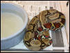 Male boa.  Peruvian?