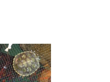 sHELL rOT