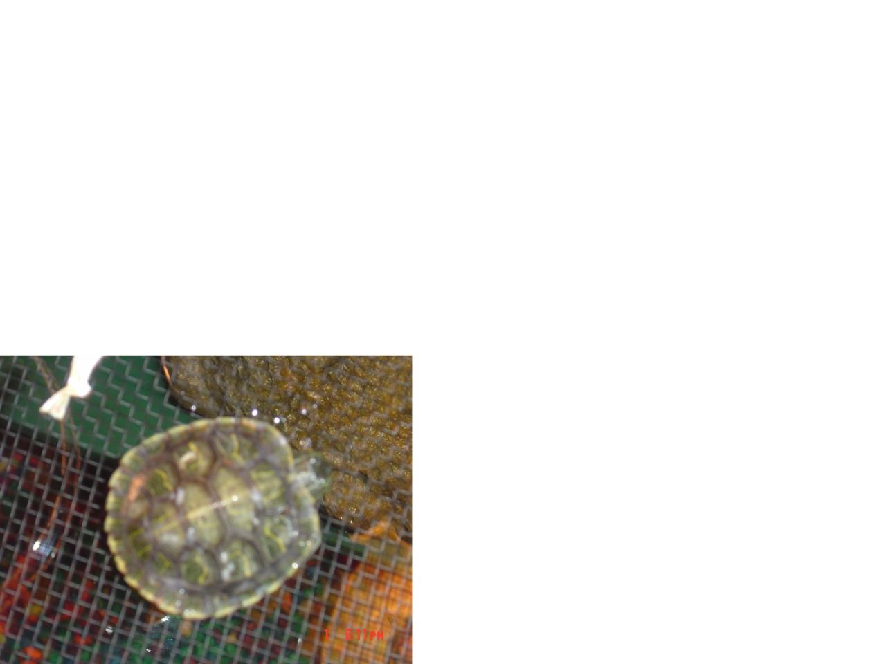 sHELL rOT