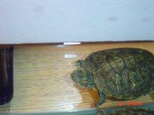 My nearly blinded turtle