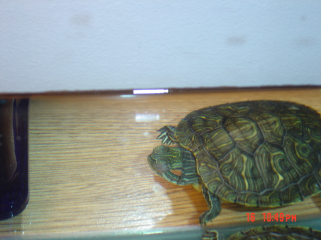My nearly blinded turtle