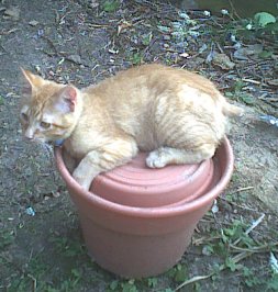 Do I look like a plant?