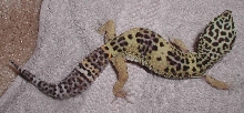 squirmer