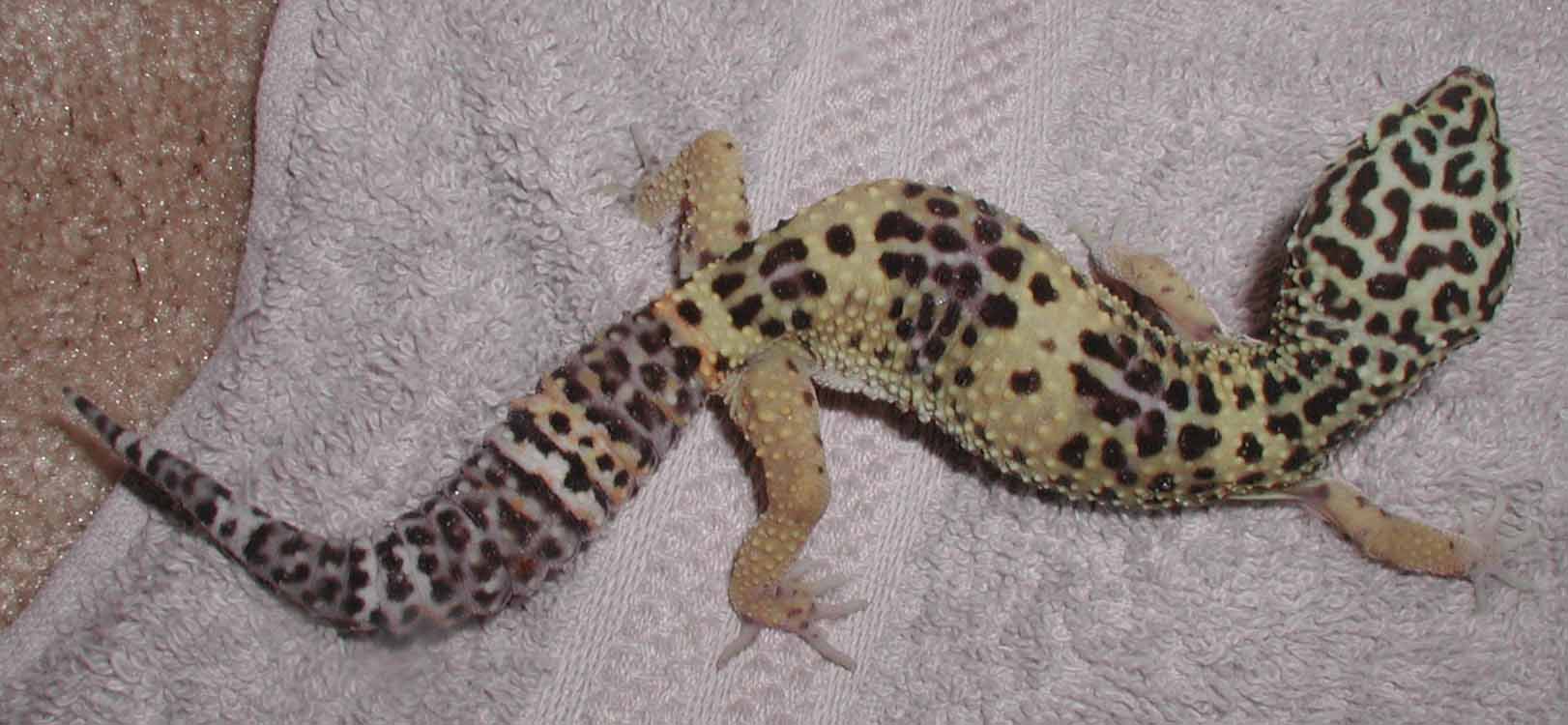 squirmer