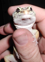 Smile