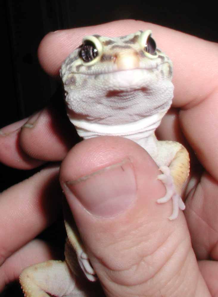 Smile