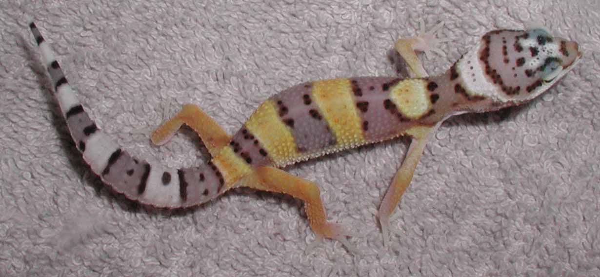 Patch