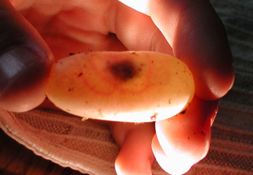 Larger of the two eggs