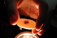 Egg Development at 10 days Old