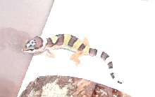 Patch