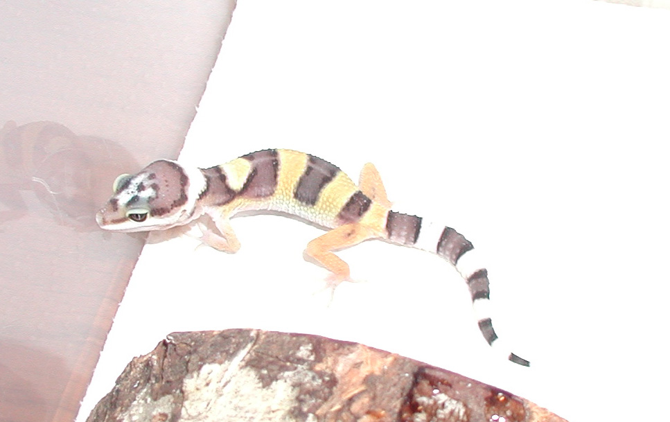 Patch