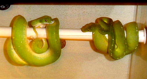 this pair laid 15 eggs on 01-27-04