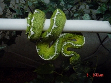 Basin Emerald