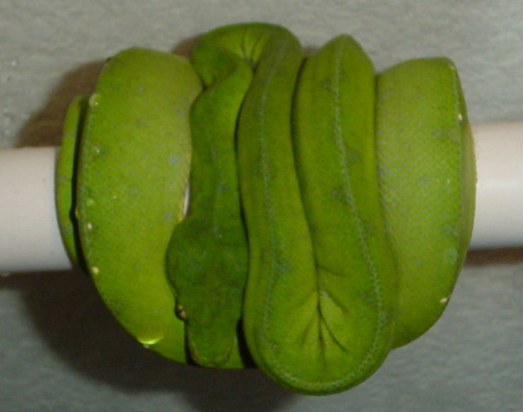 1.0 Jayapura Patternless