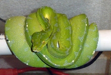 0.1 Jayapura