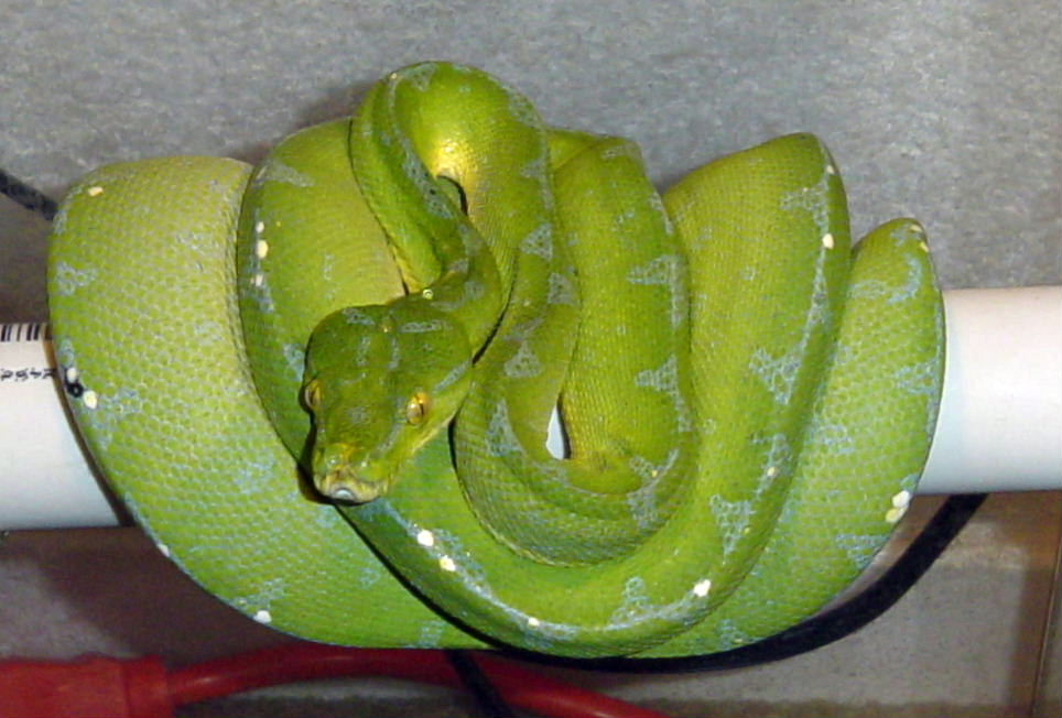 0.1 Jayapura
