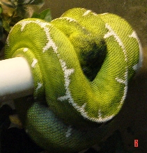 Female Basin Emerald