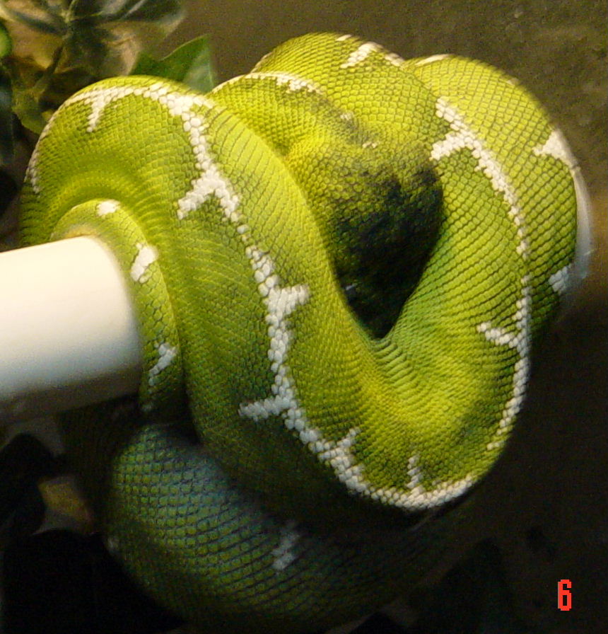 Female Basin Emerald