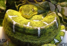 Male Basin Emerald