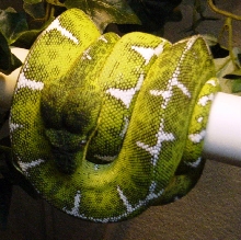 Basin Emearld