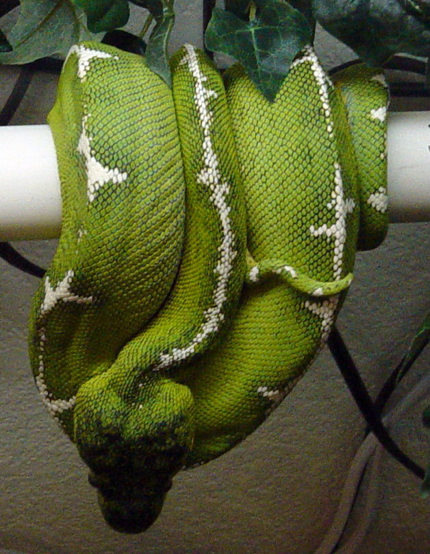 Basin Emerald Female