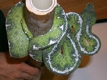 0.1 Basin Emerald