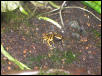 D leucomelas (2)