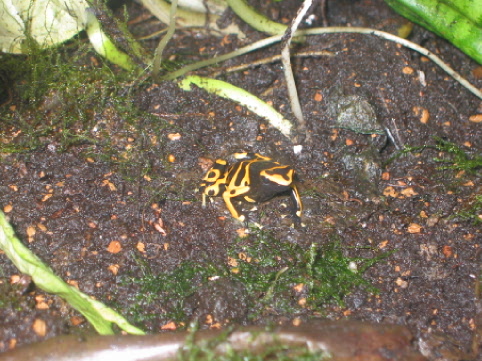 D leucomelas (2)