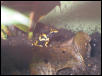 D leucomelas (1)