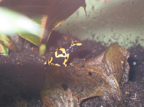 D leucomelas (1)