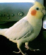 my male