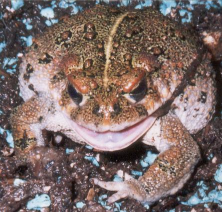 Bufo Boreas Skin Shed