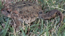 Toad Walk