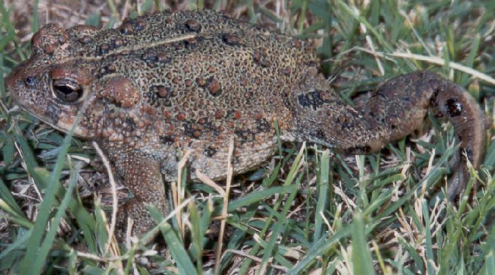 Toad Walk