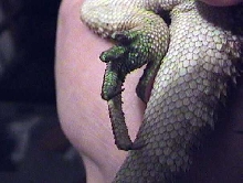 green foot?!