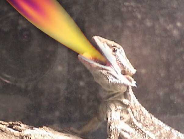 that's why they call em' dragons. (Ozzie the fire breathing beardie)